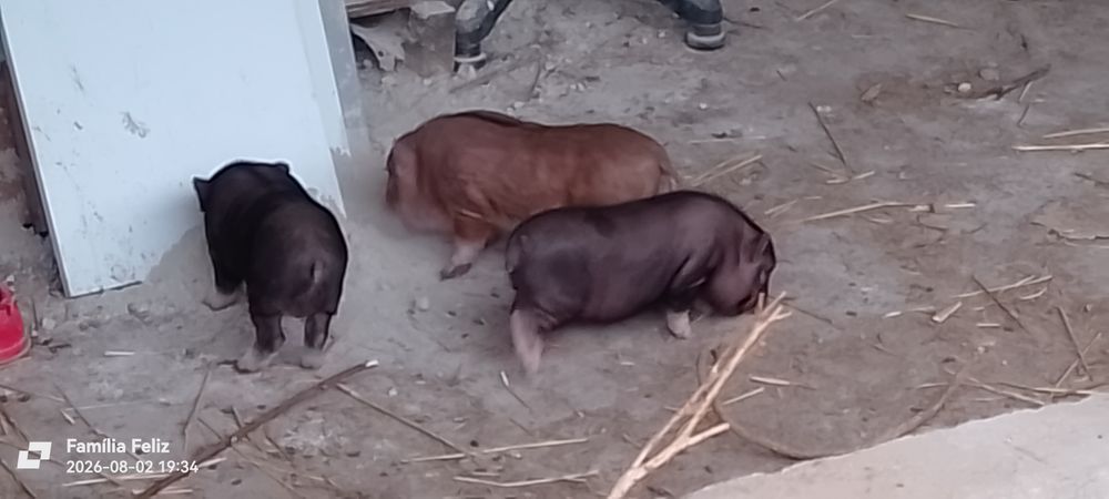 Porco preto para venda