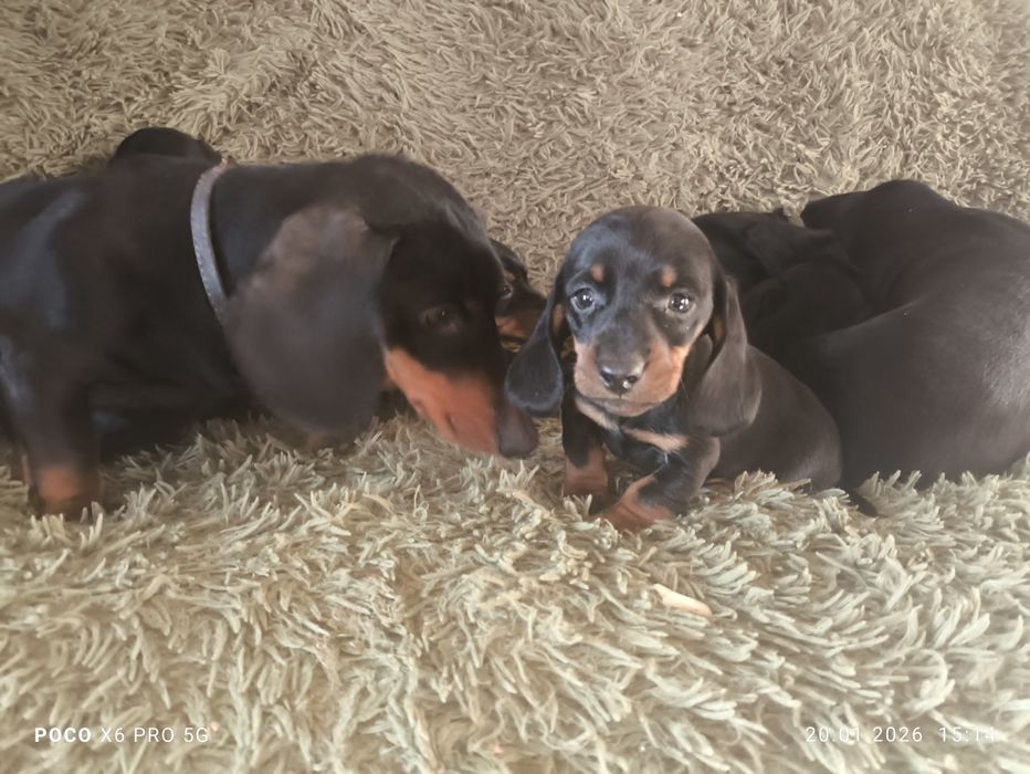 Чистокровні цуценята такси