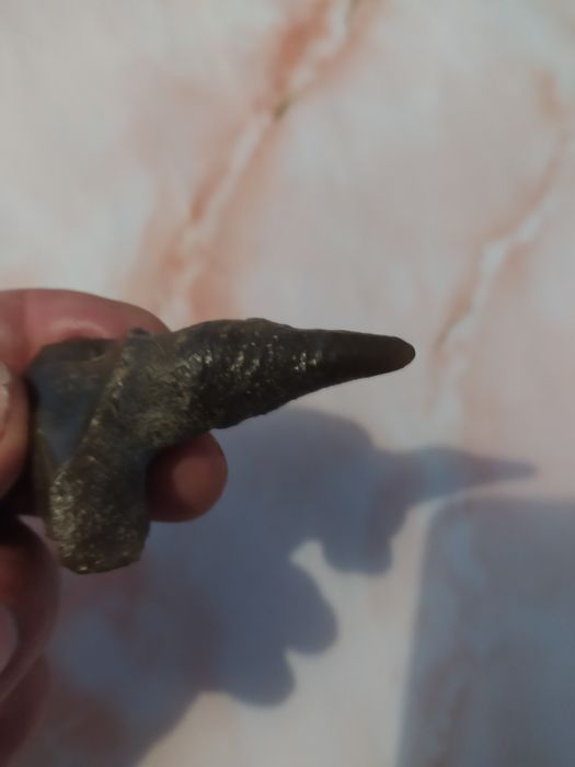 Палеонтологія  Експонат мезозойської  ери