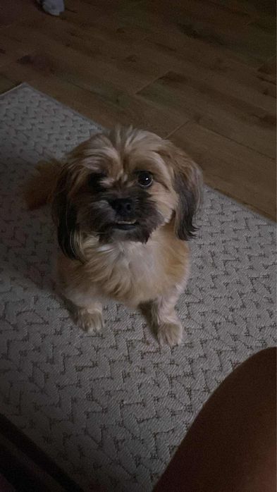 Zagineła sunia Psotka