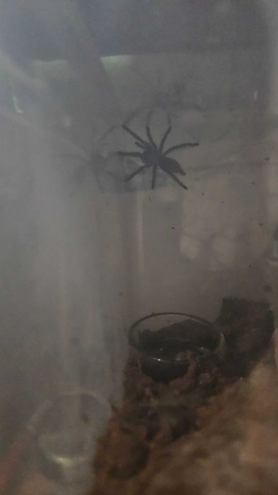 Monocentropus Balfouri
