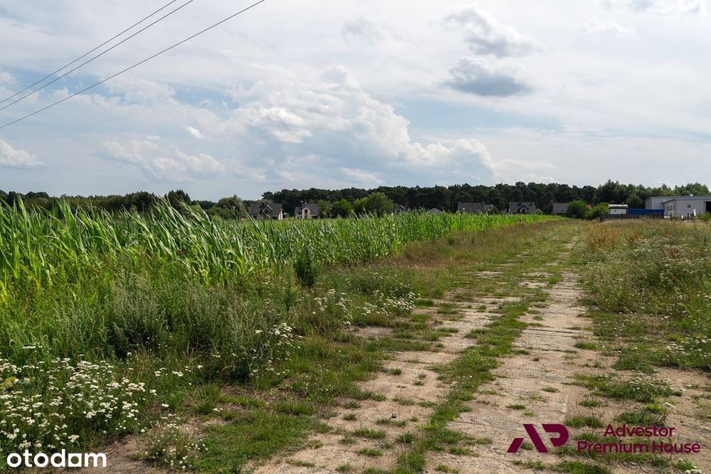 Duża działka z widokiem na drzewa