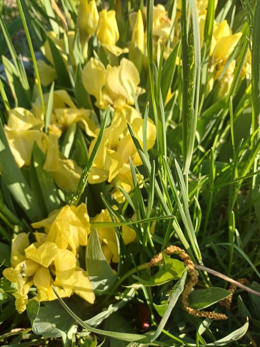 Карликовий  ірис