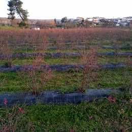 Plantas de mirtilos (mirtileiros)