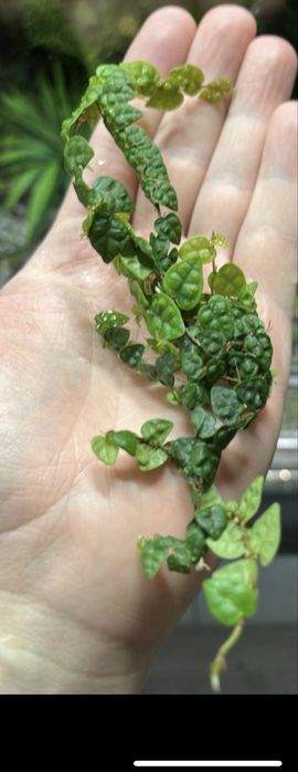 Rosliny tropikalne do paludarium, terrarium- solanum,marcgravie i inne