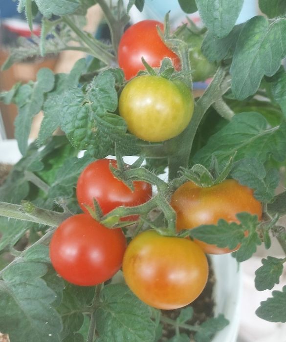 Декоративний томат. Дерево бонсай.