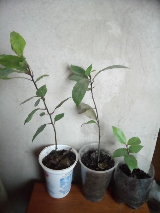 Лавр благородний та інша екзотика