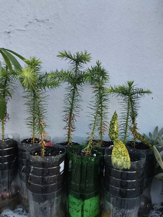 Planta Araucaria Brasileira.