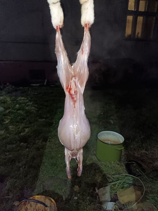 Продам м'ясо кролика або живого