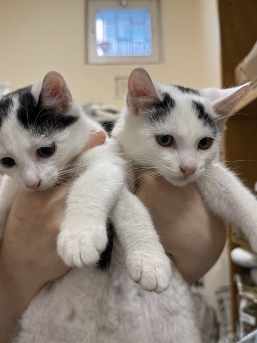 Maluszki kotki do adopcji