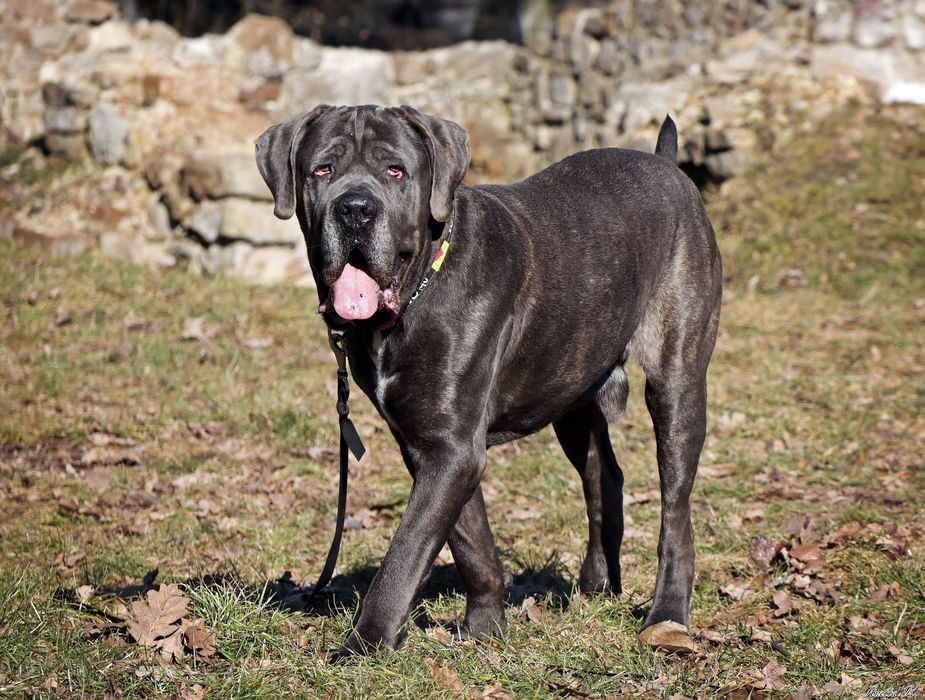 Wielki Bazyl - Cane Corso szuka dobrego domu