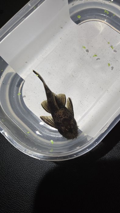 Ancistrus SP e Gold