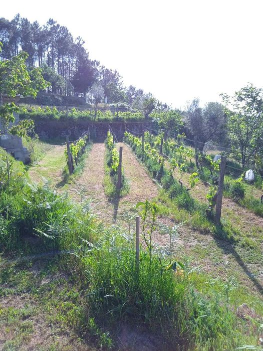Vende-se quinta em Tibaldinho