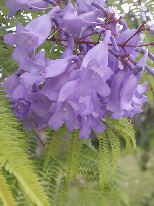 Jacarandá - Jacaranda mimosifolia