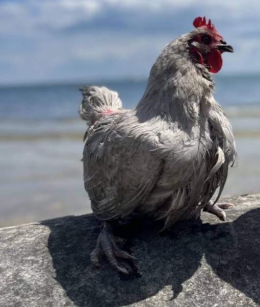 Миколаїв! Продам кури несушки! Доставка безкоштовна!