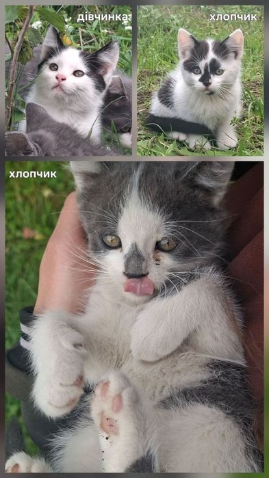 Кошенята в добрі руки