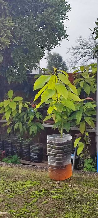 Abacateiros, árvore (planta) do abacate. Vários tamanhos.