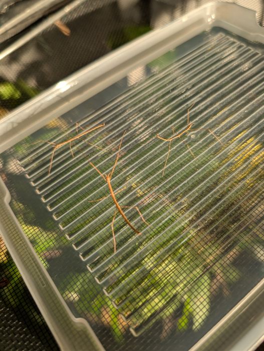 Patyczaki błękitne Ramulus nematodes