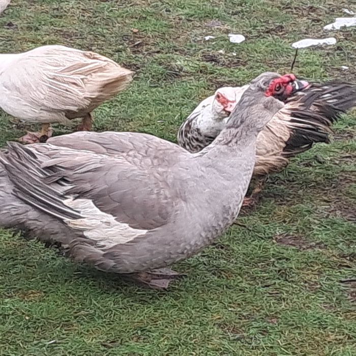 Продам качорів мускусних качок