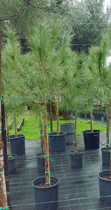 Lote 30 pinheiros mansos 1.70/1.90