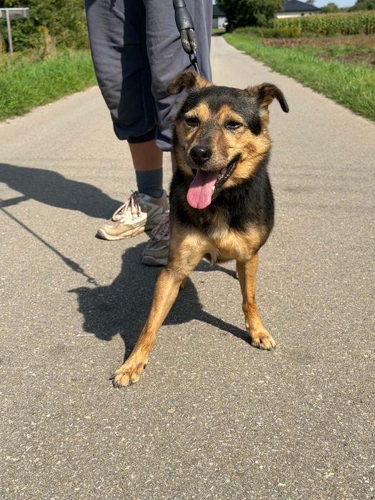 Niby bury, a jednak wesoły - mały Burek do adopcji
