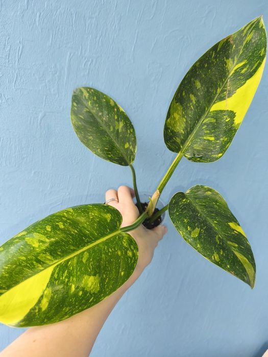 Філодендрон Green Congo hybrid variegata