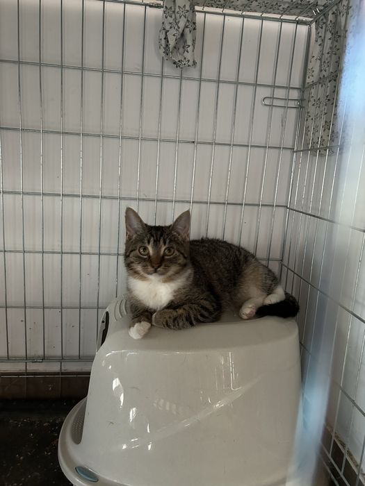 Uratowana kotka potrzebuje domu