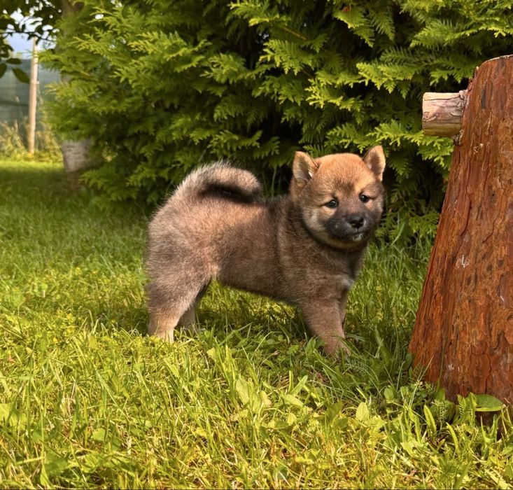 NOZOMI suka sunia szczenię shiba inu zkwp fci