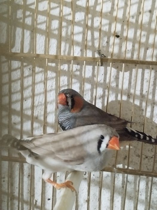 Mandarins disponíveis