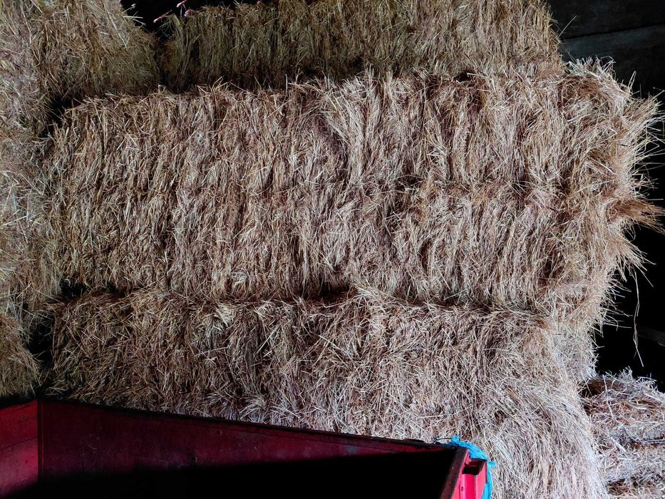 Fardos de palha Feno campanha 2025
