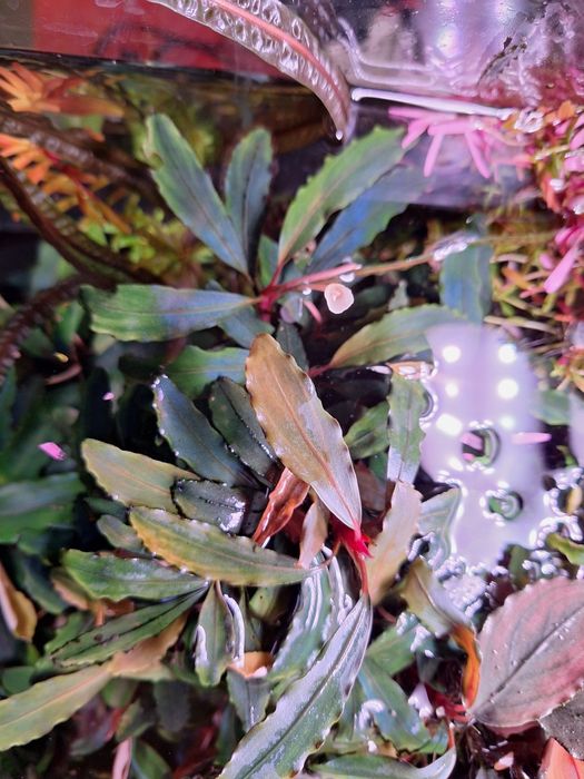 Bucephalandra sp. Deep Purple