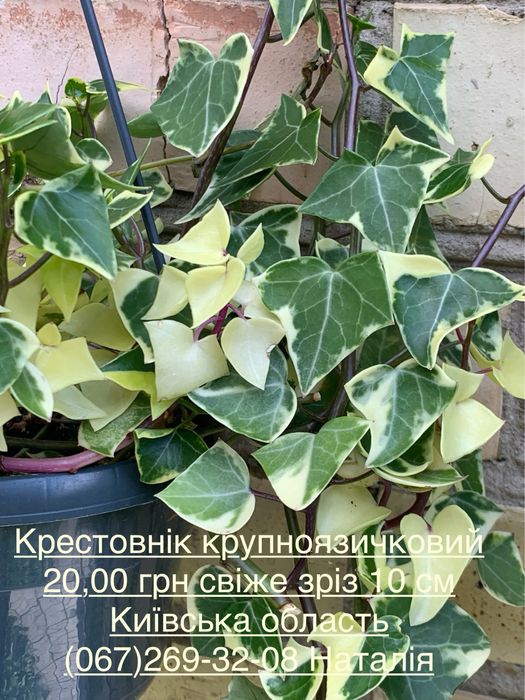 Крестовнік різні види. Сенеціо