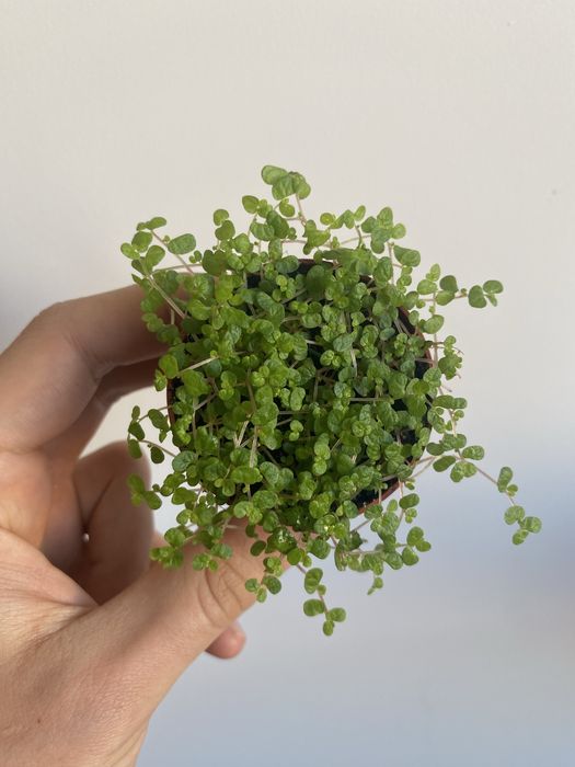 Soleirolia soleiroli Green