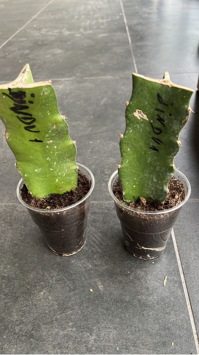 Pitaya autopolinizadora / autofertil