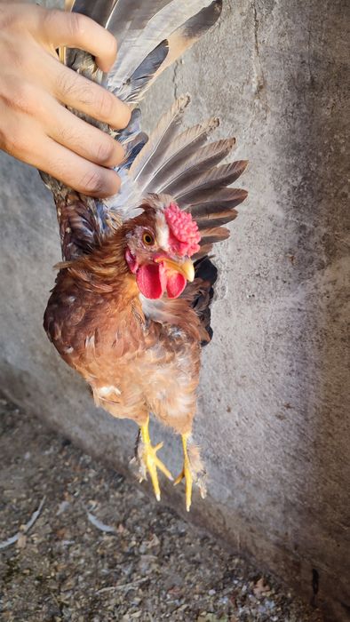 Garnizé jovem penas nas patas e crista romã