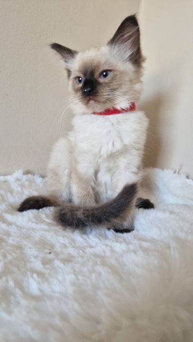 Śliczna kotka ragdoll