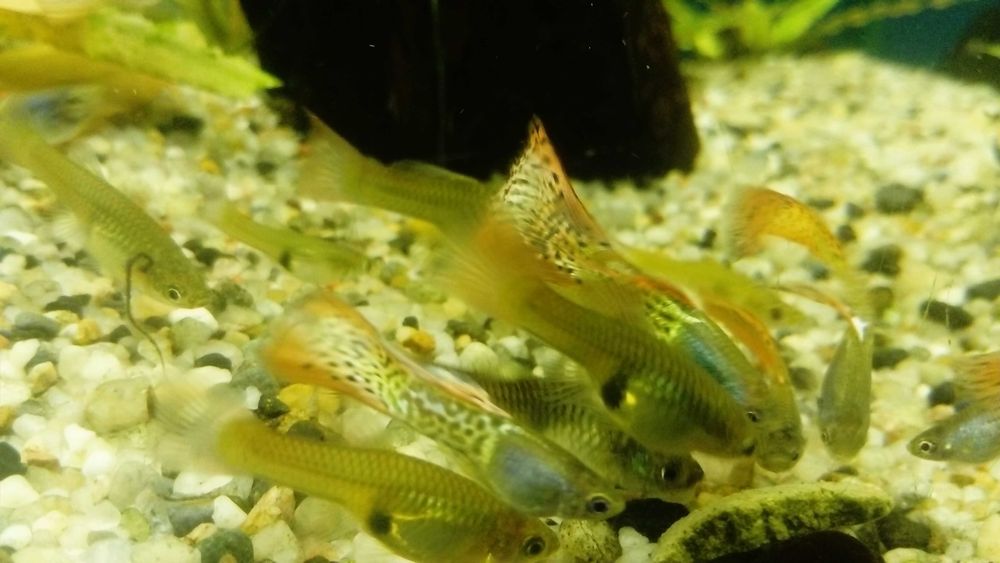 Gupik Moskiewski Filigram Rasowe Samiec Samica