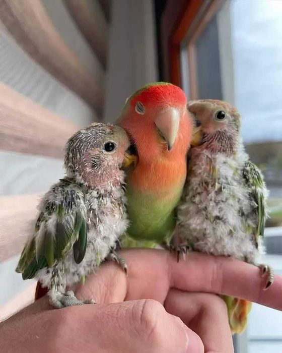 Vendo gaiolas artesanais feitas a mão