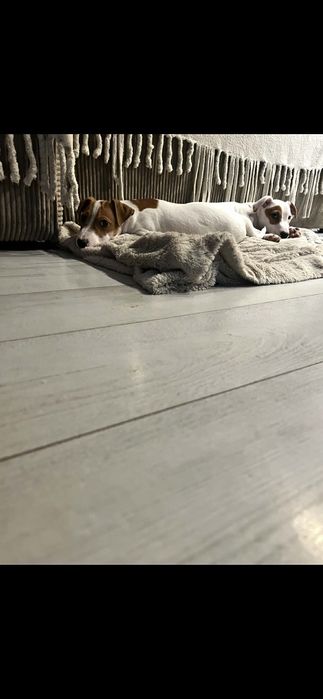Jack russell terrier