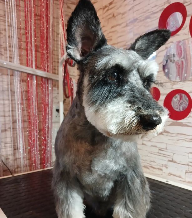 Грумінг домашніх тварин. Харків