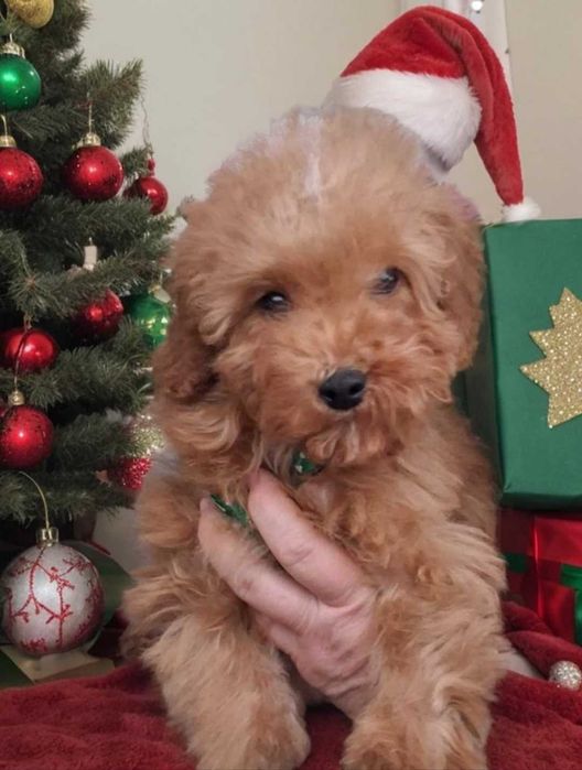 Мальтипу. Красивый мальчик.