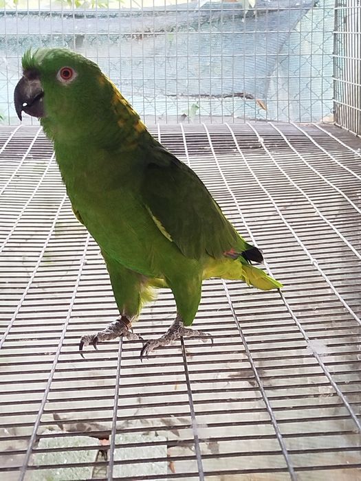 Fêmea adulta Auropalliata