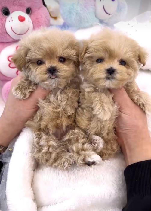 Преміальні дітки мальтіпу. Цуценята мальтипу ф1 та ф2