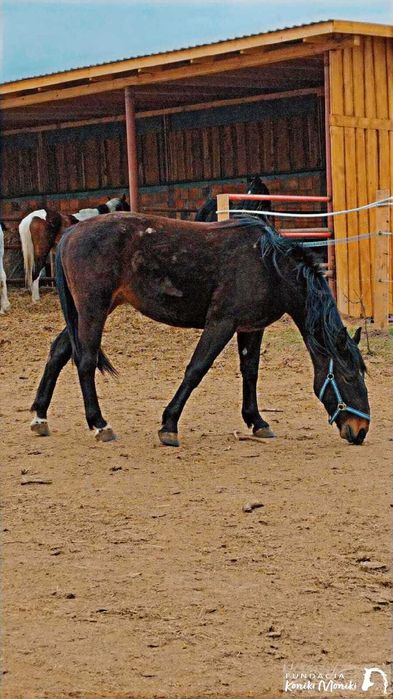 Kukułka - młoda klacz do bezpłatnej adopcji