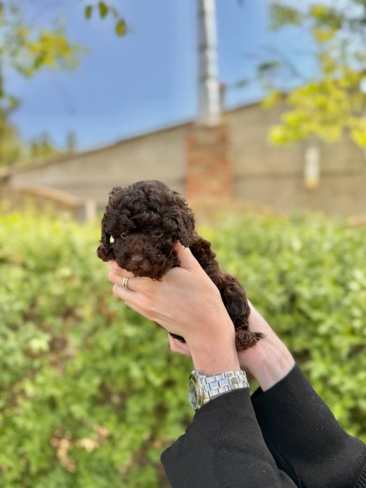 Той пудель, мальтипу, мальтіпу