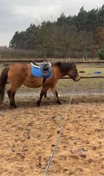 Klacz huculska 4letnia