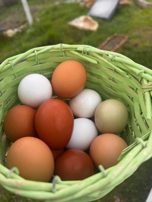 Ovos caseiro de galinhas criadas soltas