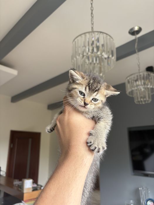 Кошенята британці
