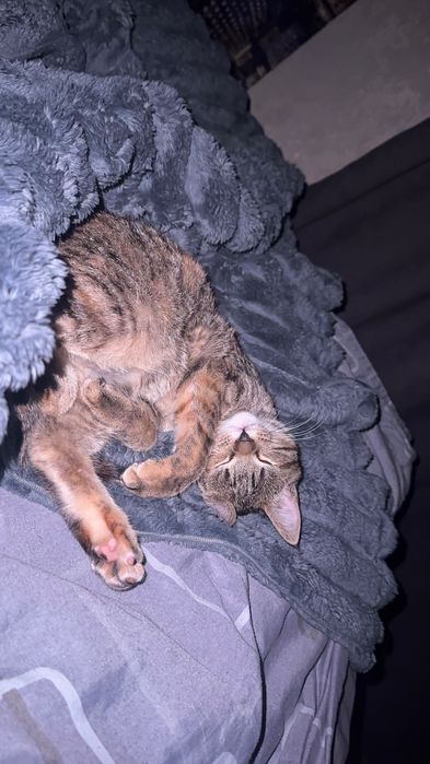 Кішечка 5 місяців ! Безкоштовно в добрі руки !