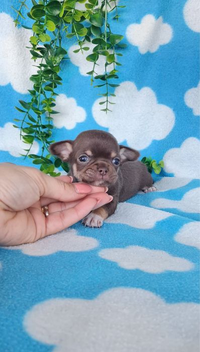 Excecional menina mini Chihuahua/Chiuaua. LinhagemRussa de Qualidade